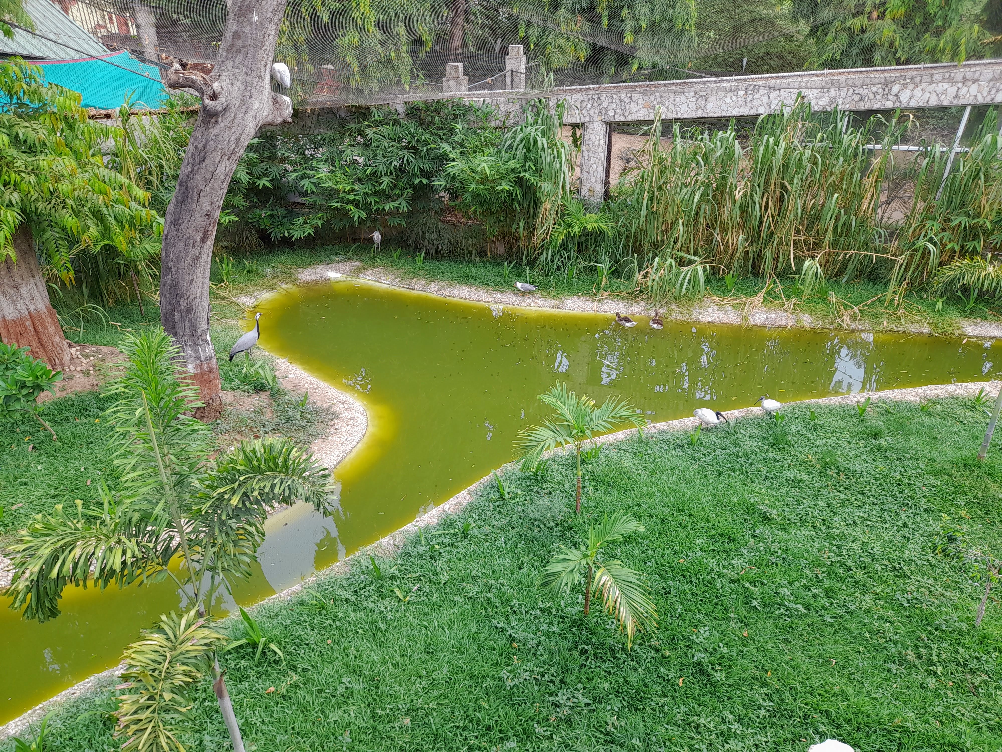 Section of Aviary for Waterfowls. Species of Duck, Swan, Pelicans, Geese.