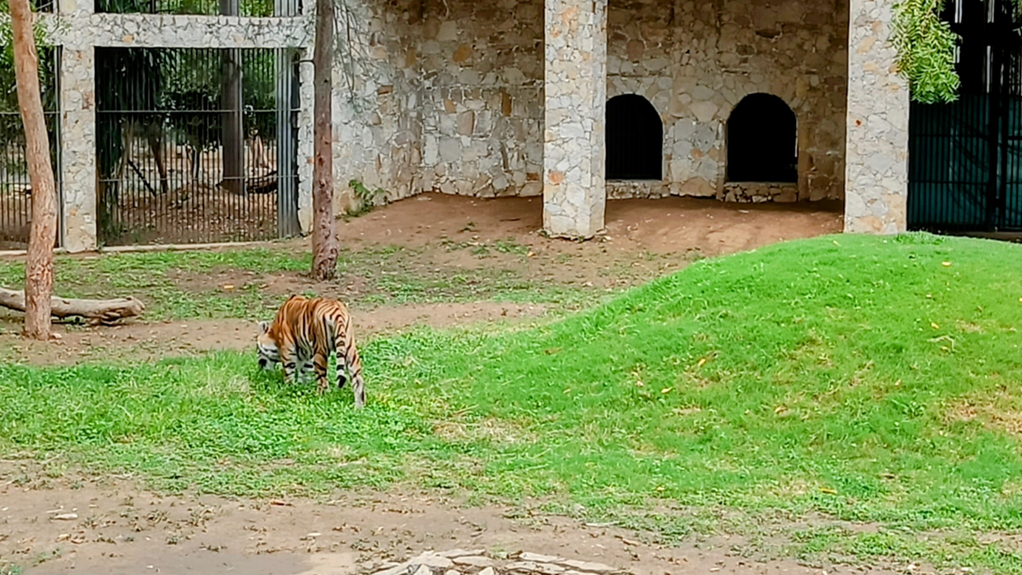 The tigress Dharti, a magnificent big cat