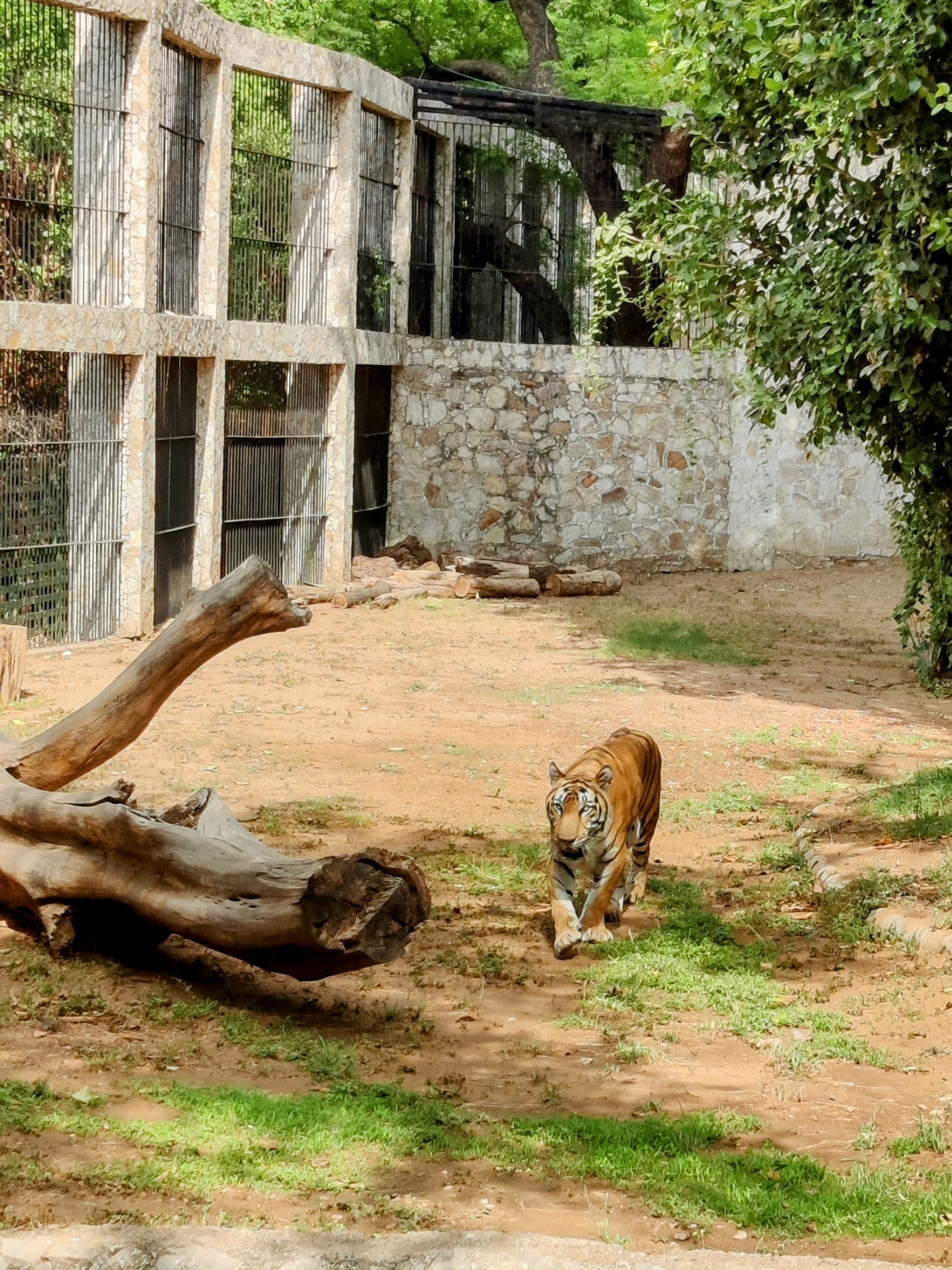 Male Tiger of the Vadodara Sayaji baug Zoo