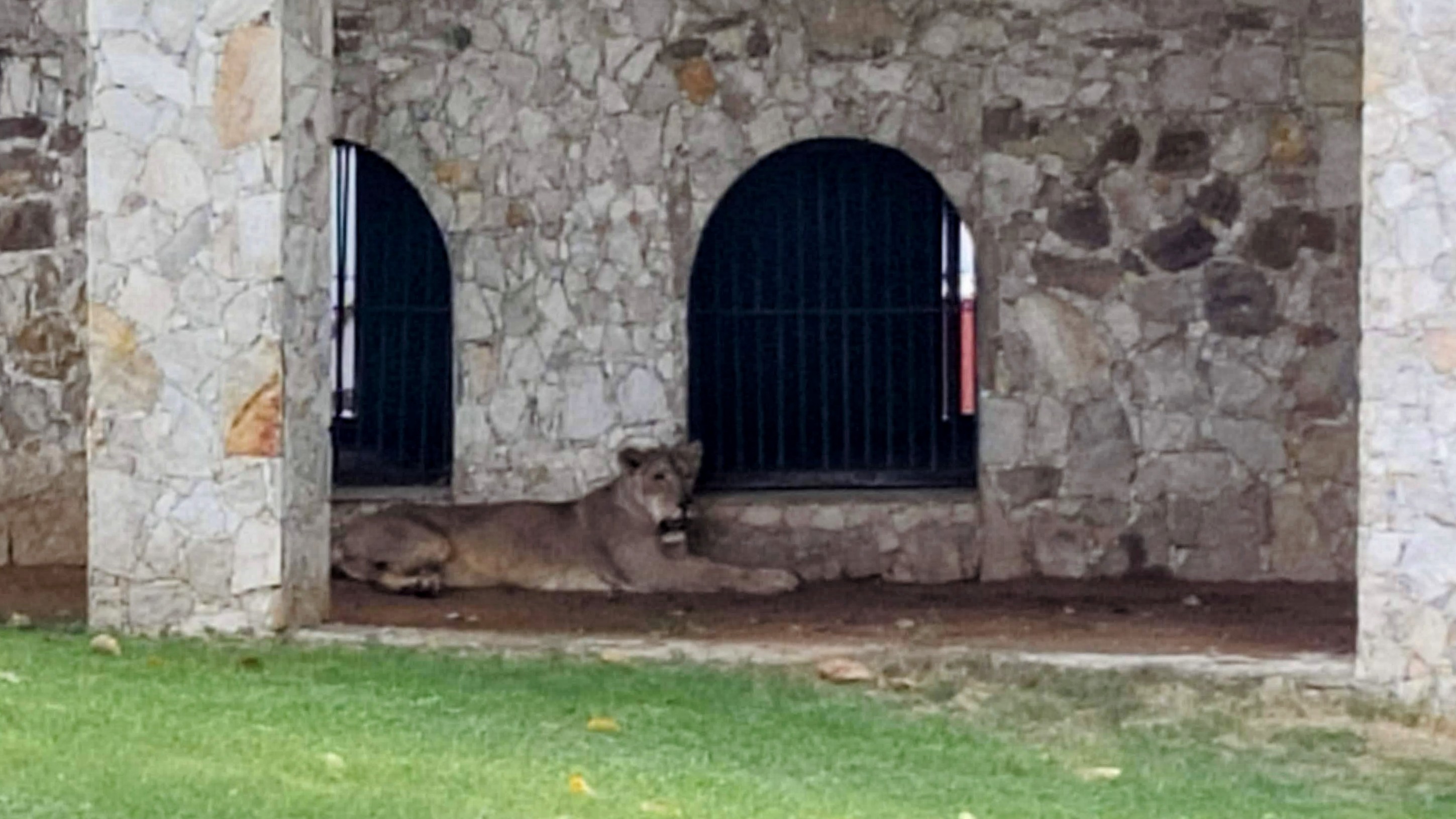 A roaring lioness from Africa